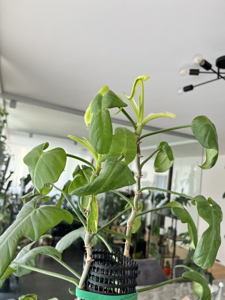 Piante & sementi:  Philodendron violin – Usato da Uster venduto da ke114 3