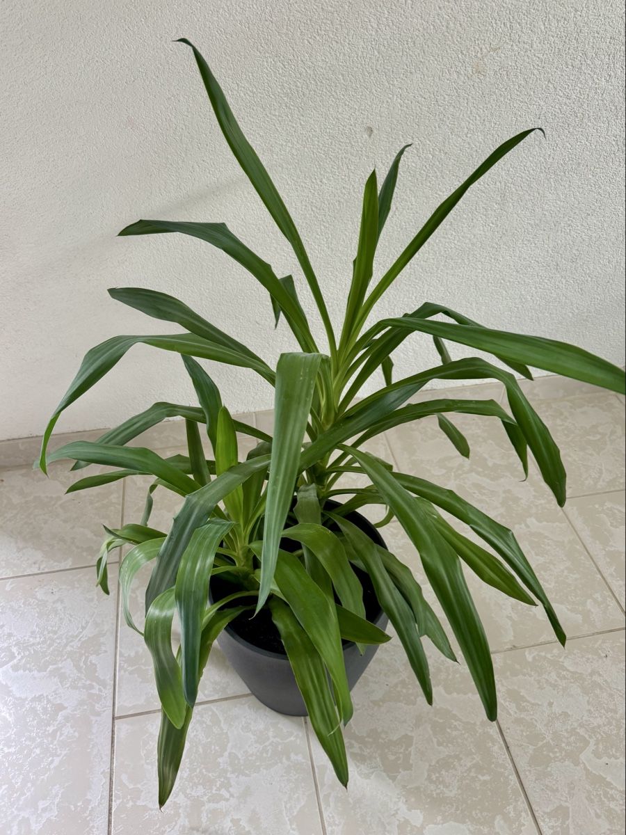 Piante & sementi: Yucca plant- 2 plants in one pot – Usato da Bülach venduto da Bloom_Witch 2
