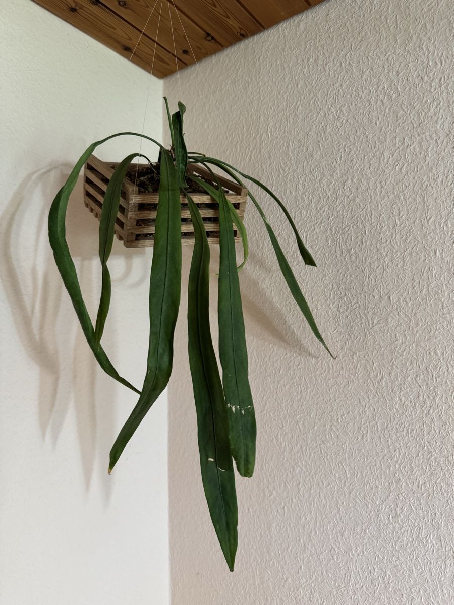Pflanzen & Samen: Anthurium vittarifolium – Gebraucht aus Männedorf von mrclst