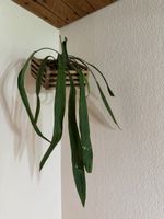 Anthurium vittarifolium