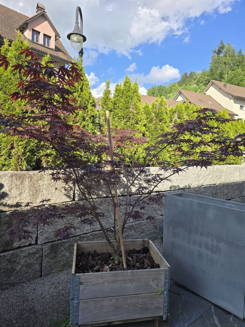 Plantes & graines: Japanischer Ahorn – D'occasion à Kaltbrunn par Fl.bischof 1
