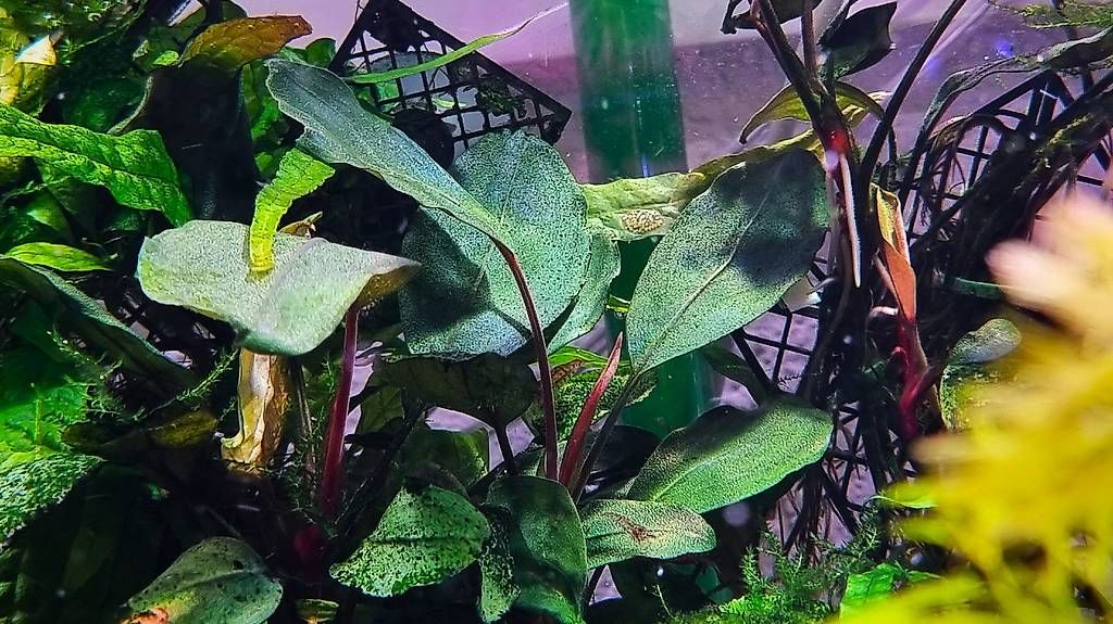 Pflanzen & Samen: 58. Bucephalandra sp. Melawi Fine Edge – Gebraucht aus Schwyz von zpm3atlantis 2