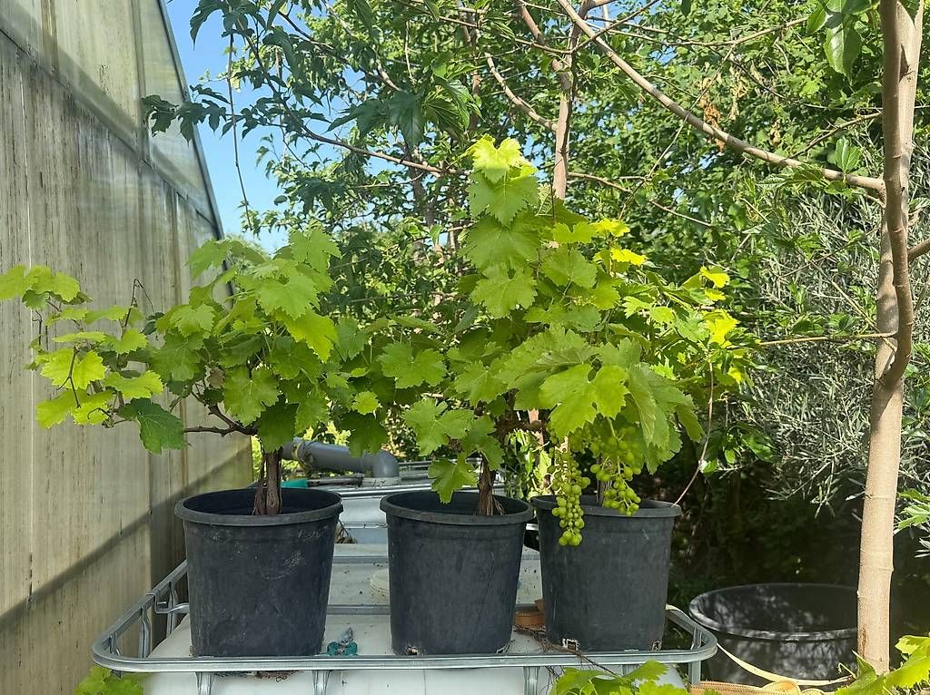 Piante & sementi: Weinreben – Nuovo e nell'imballaggio originale da Zuckenriet venduto da Thur_Plant 1