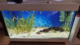 Aquarium komplett 125 Liter