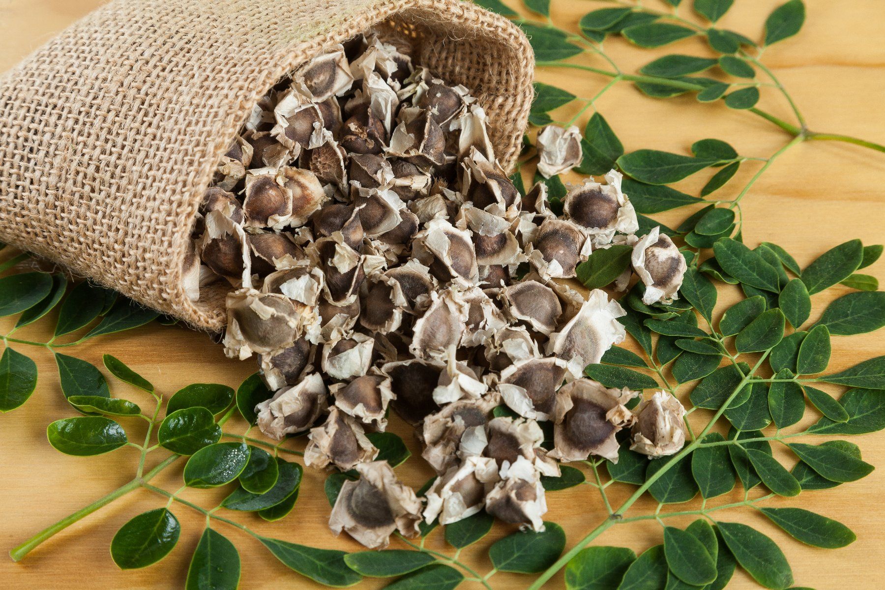 More Nutrition Cibi & Specialità: Moringa Samen Pulver Kapseln – Nuovo e nell'imballaggio originale da Luzern venduto da ivo_schild 4