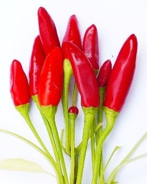 Pflanzen & Samen: Thai Dragon Chili Scharf Samen 10 Stück – Neu (gemäss Beschreibung) aus Regensdorf von Mischa88 2