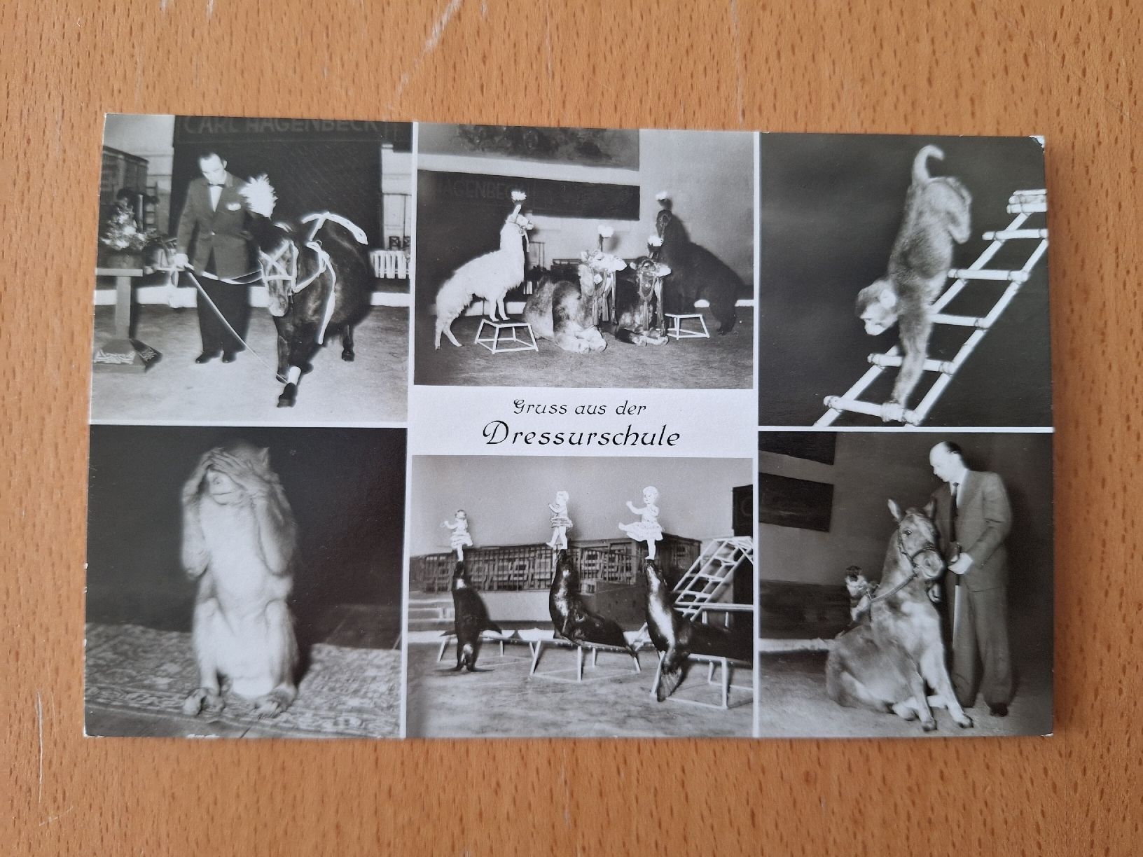 Cartoline postali: Ansichtskarte Hagenbecks Tierpark 1957 – Usato da zumikon venduto da lotegrandote