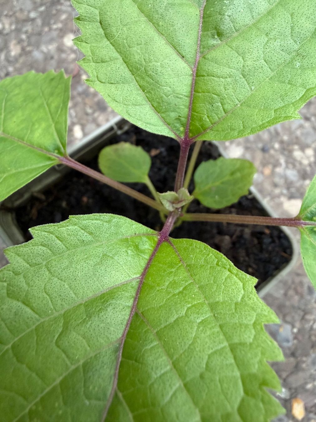 Plantes & graines: Chinesischer Losbaum (Clerodendrum bungei) – D'occasion à Winterthur par Aniger 4