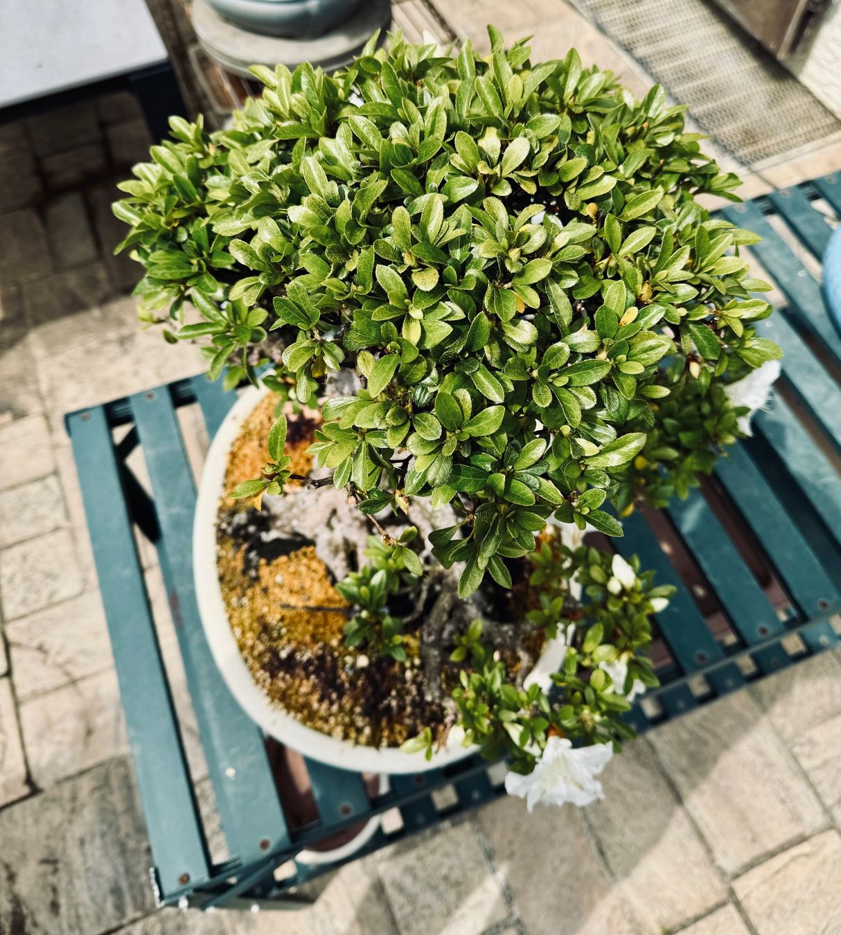 Piante & sementi: Bonsai exceptionel: Azalée du Japon – Usato da Epalinges venduto da Wimmsi 5