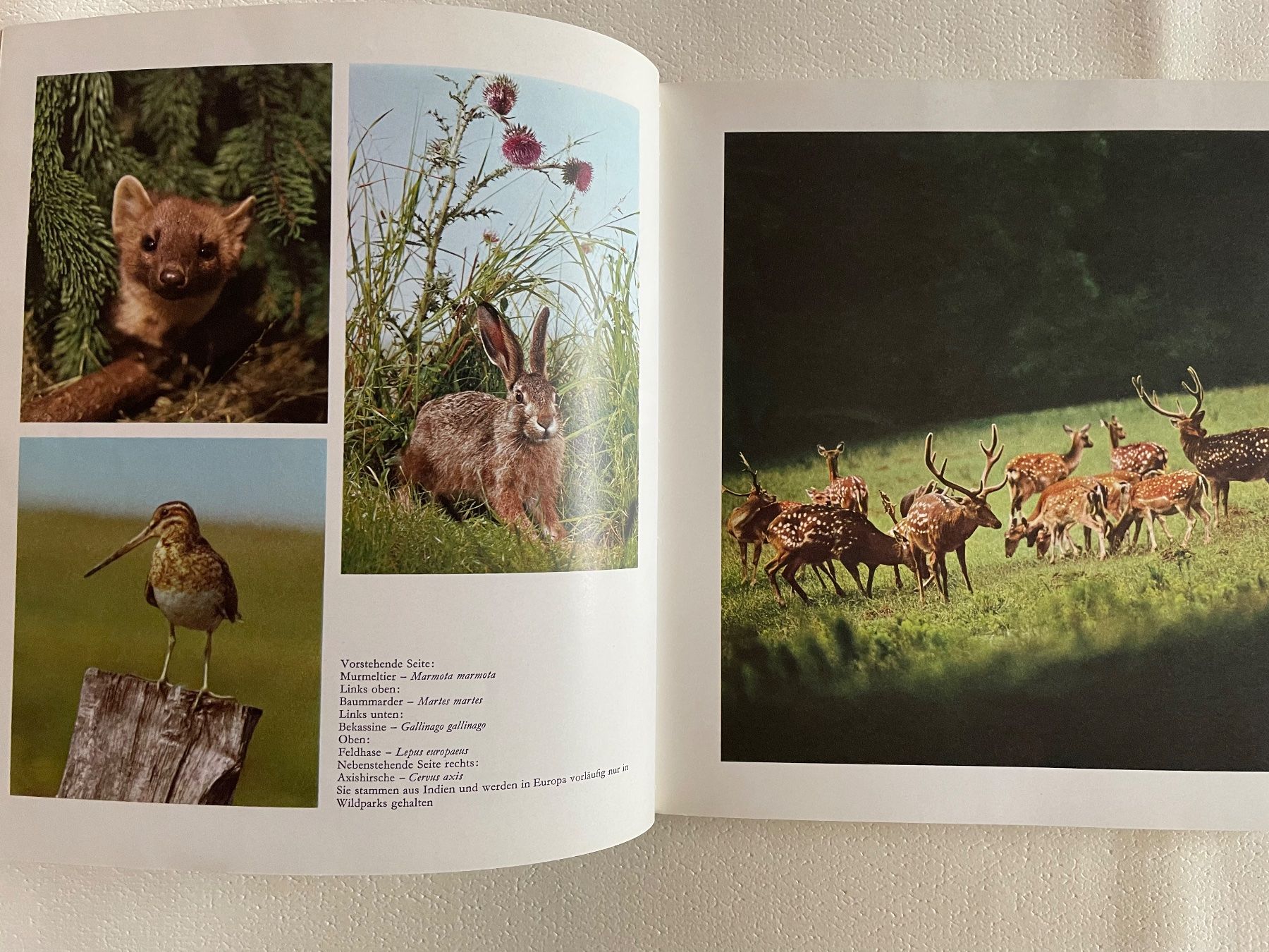 Libri: Buch Lockende Jagd 1970 – Usato da Wyssachen venduto da Hahe89 3