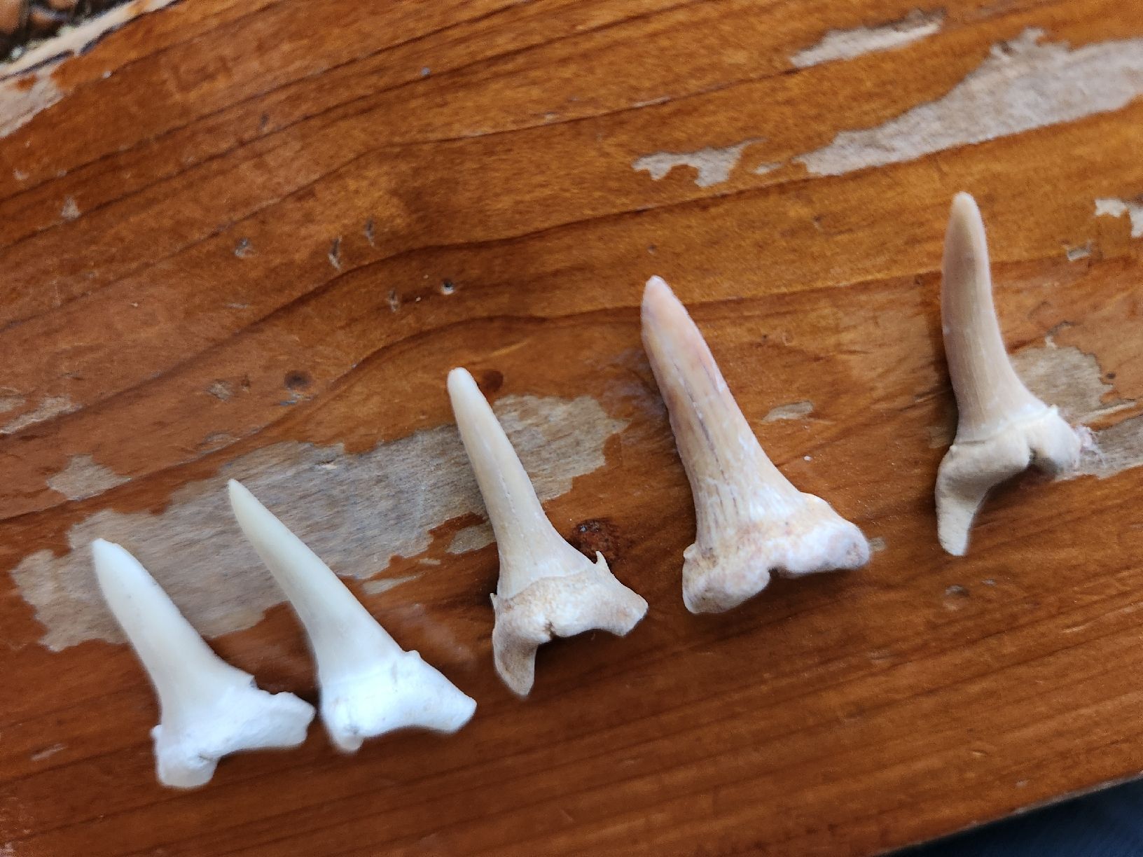 Fossili: Lot de 5 Dents de requin – Usato da Territet venduto da Cenh 6