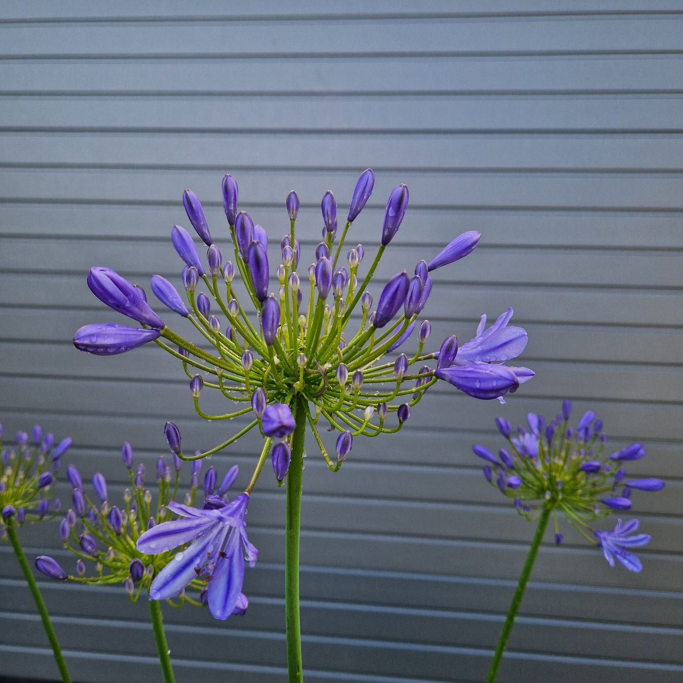 Pflanzen & Samen: Schmucklilie -  Agapanthus – Neu (gemäss Beschreibung) aus Wolfwil von Gardenprof 2