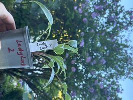 Hosta lady luck 2