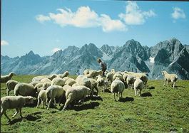SCUOL Val S-charl - Schafe am Mot Madlain