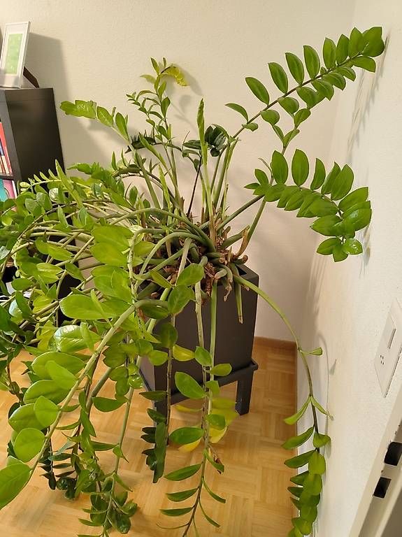 Sehr grosse Glcksfeder (Zamioculcas, ZZ Plant) (Gebraucht) in Winterthur  fr CHF 21  nur Abholung auf Ricardo kaufen