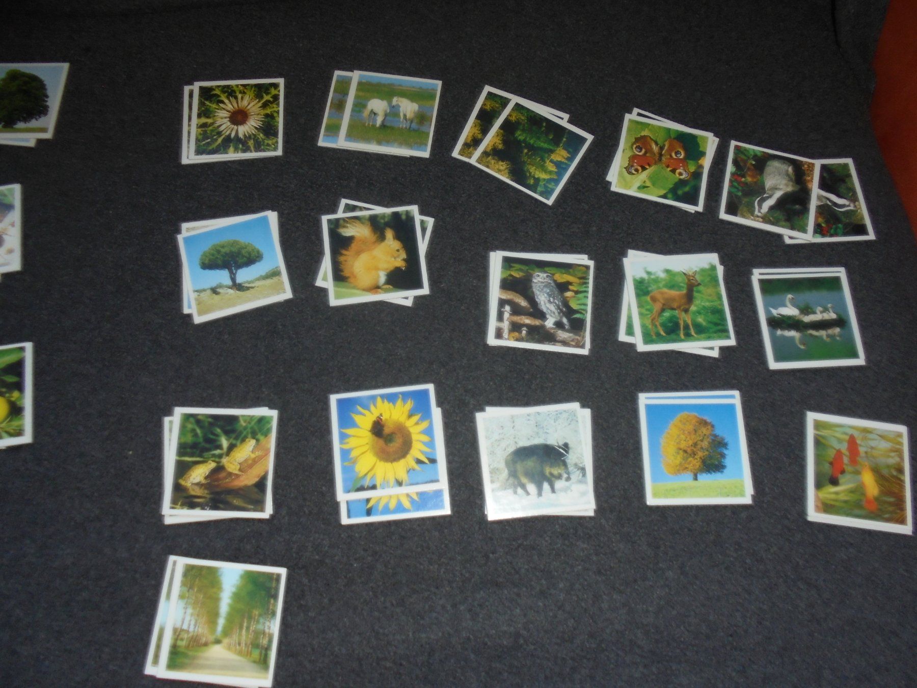 Ravensburger Giochi: Ravensburger Natur Memory 72 Kratern Spiel mit Poster – Usato da Rüschegg-Heubach venduto da Ofen111 6
