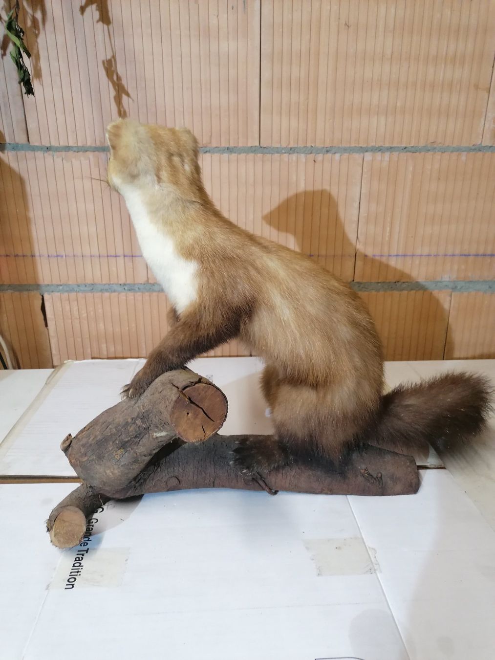 Il mondo degli animali: Fouine naturalisé – Usato da Cheyres venduto da Capitain 2