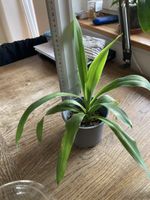 yucca palme (elephantipes)