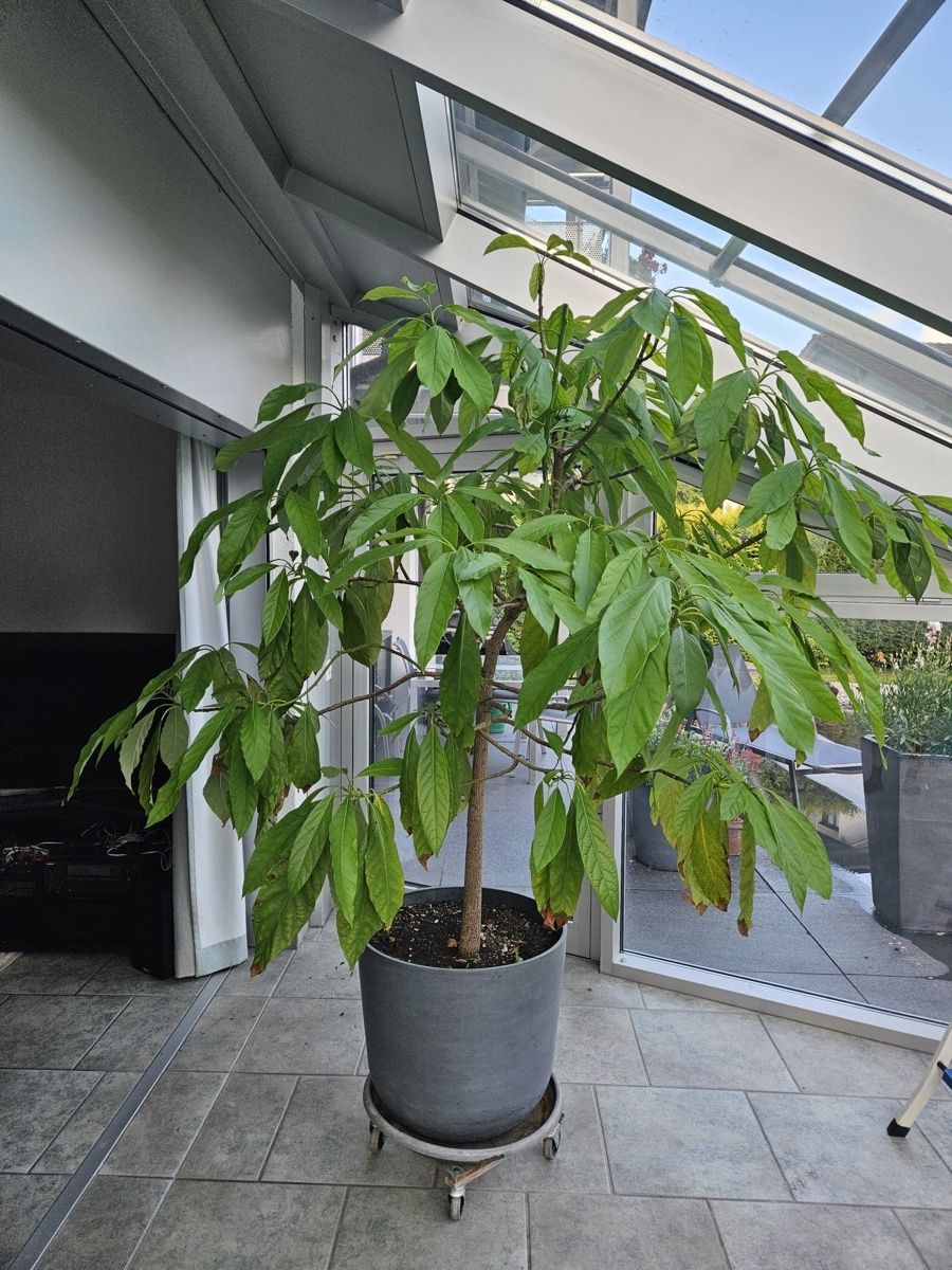 Piante & sementi: Grosser Avocadobaum – Usato da Turbenthal venduto da RenaultAlpine