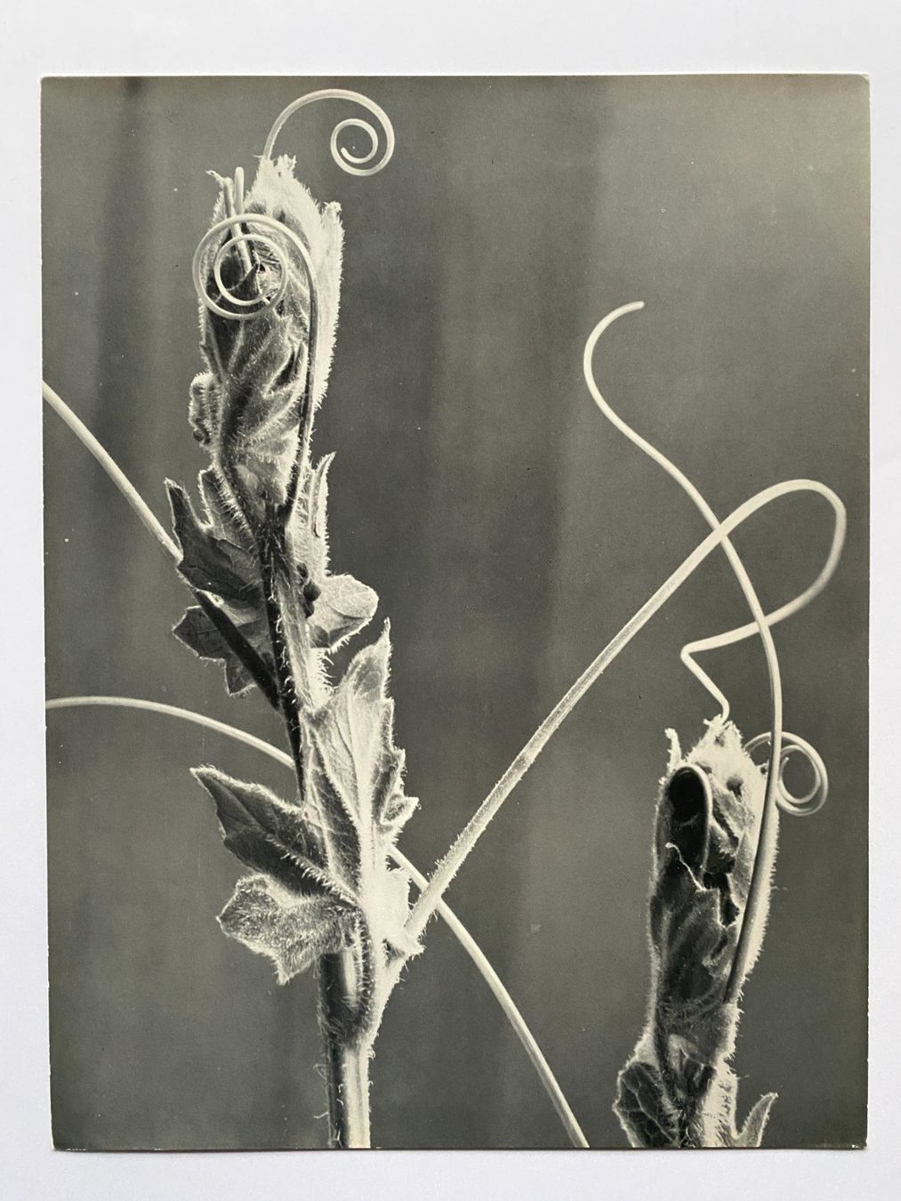 Foto & Immagini: Werner Bischof Fotomappe – Usato da Lichtensteig venduto da pet_5qwk 6