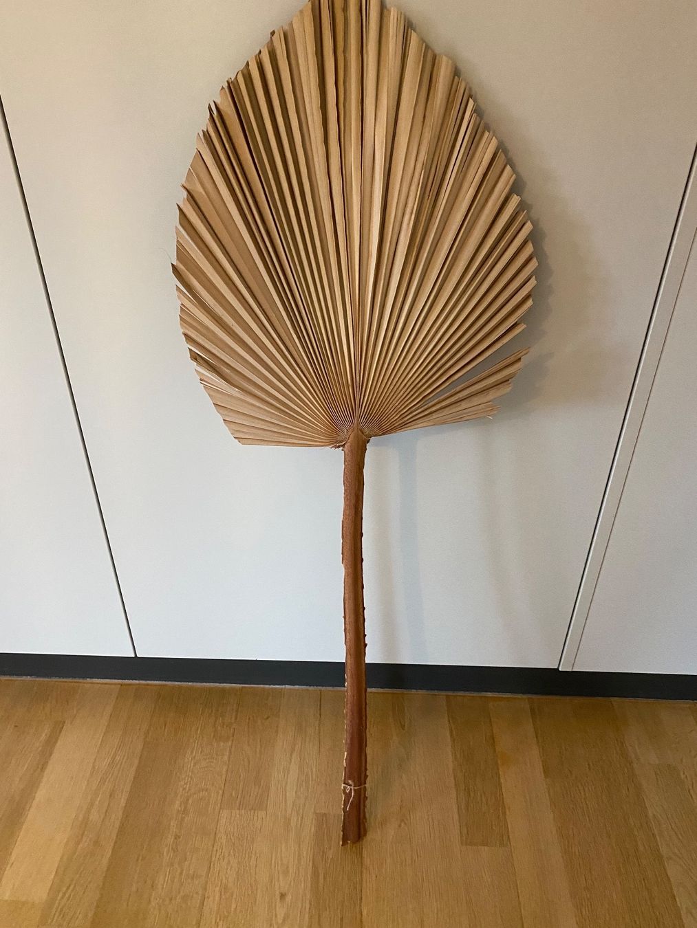 Tutte le decorazioni: Trockenblume Palmenblatt Neu – Usato da Fribourg venduto da dafral