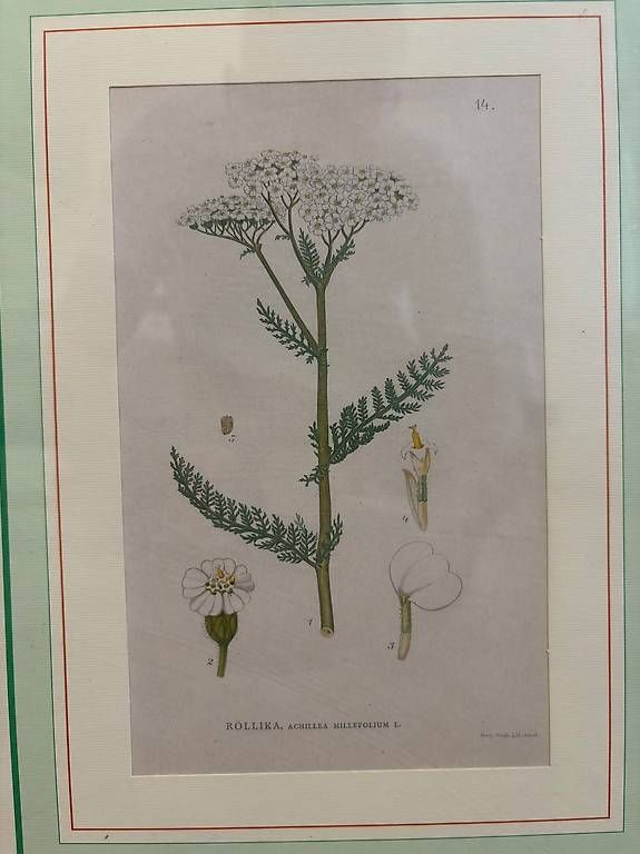 Foto & Immagini: Botanische Zeichnung – Usato da Basel venduto da jln_arch_1010 2
