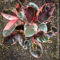 Ficus Elastica Variegata Red Ruby mehrfach verzweigter Baum