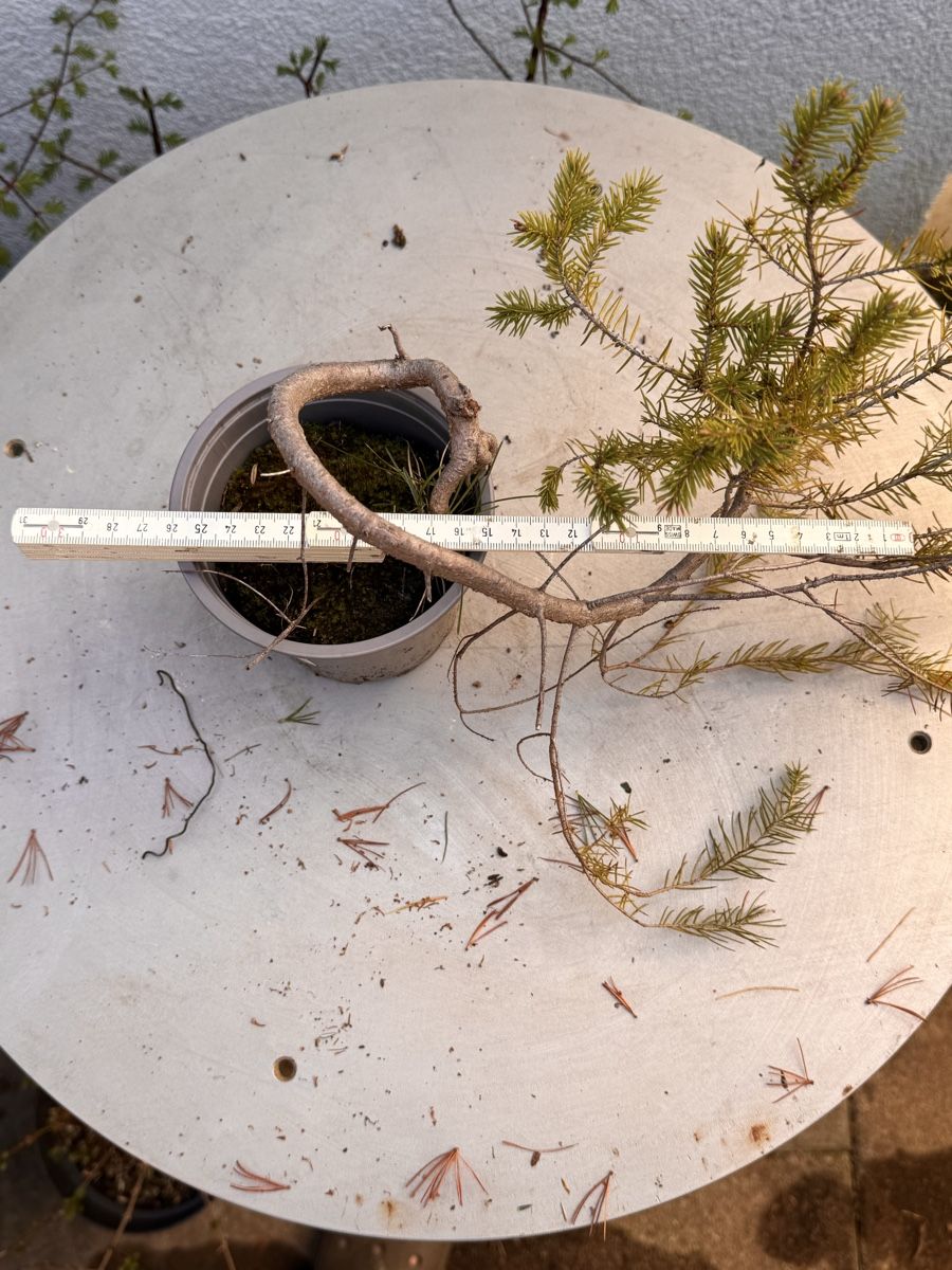 Plantes & graines: Bonsai/Fichte – D'occasion à Münchwilen TG par baluzi3 2