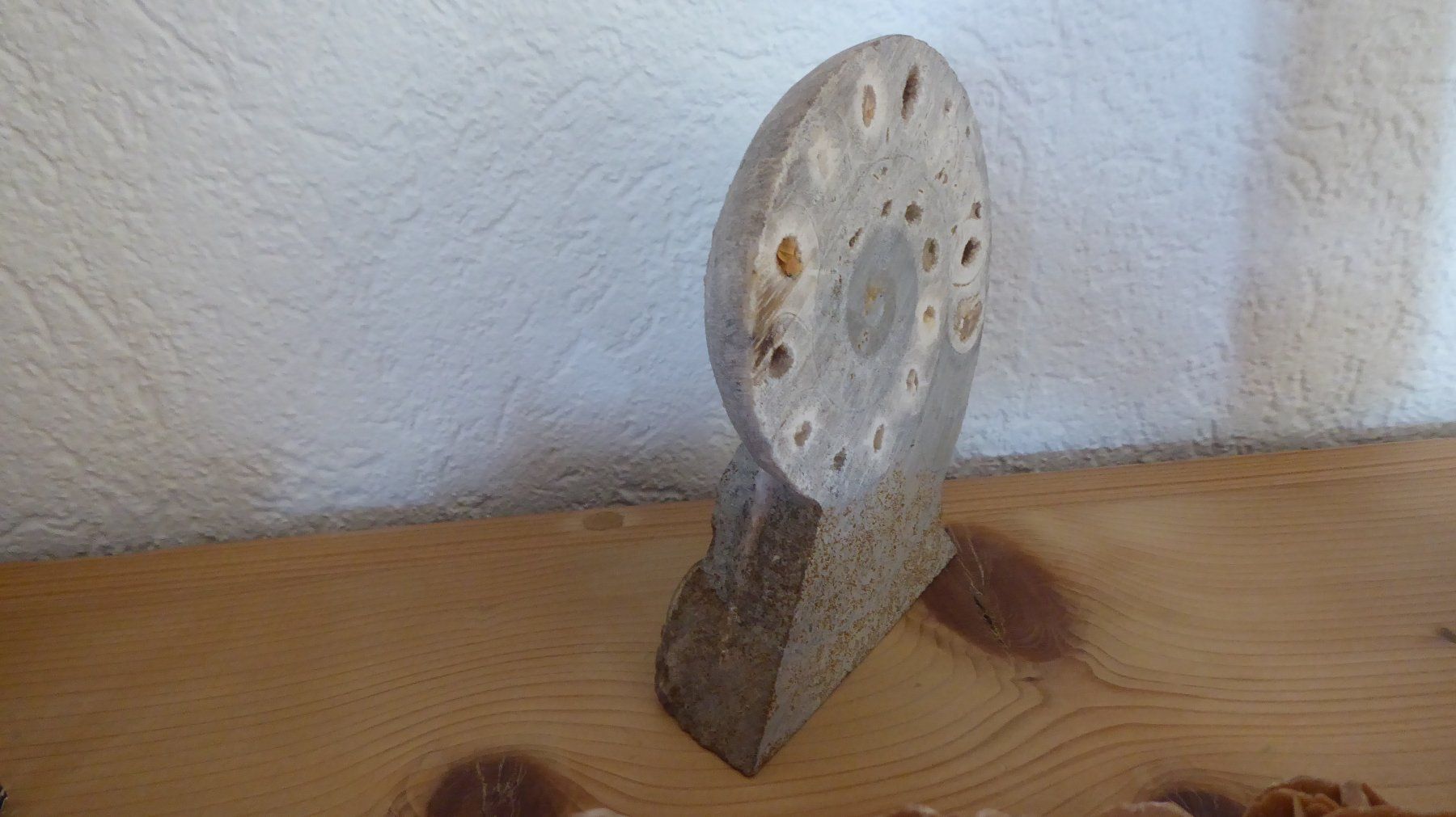 Fossili: Ammonit – Nuovo (secondo la descrizione) da Zullwil venduto da Dingo402 2