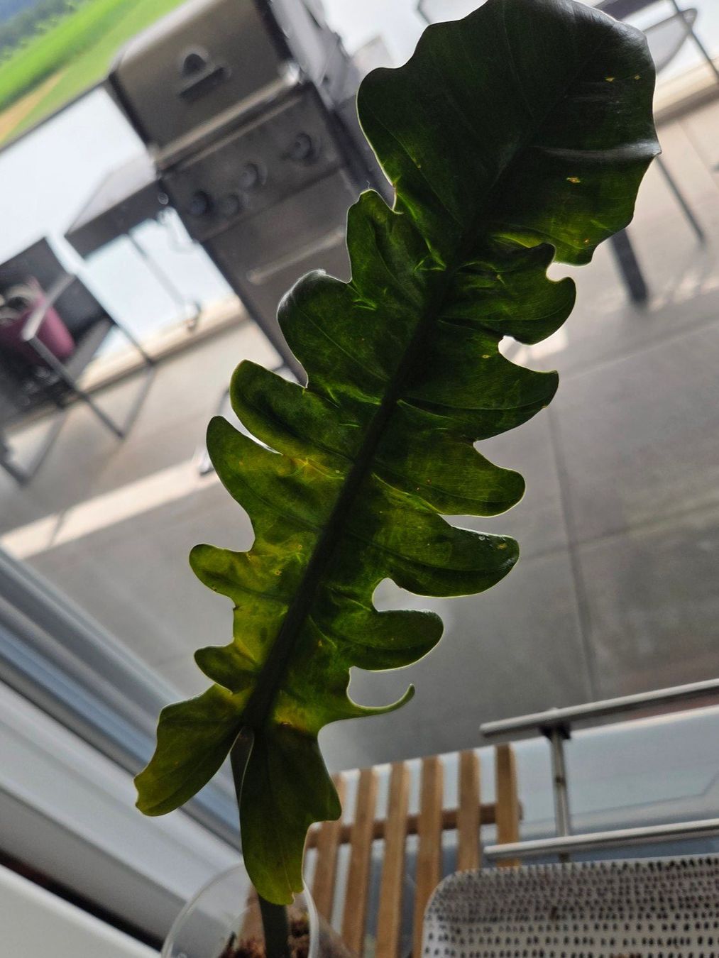 Piante & sementi: ** Philodendron Narrow 3** – Usato da Broc venduto da omegadlocks