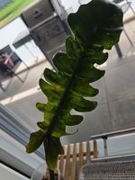 ** Philodendron Narrow 3**