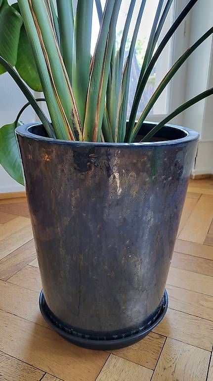 Piante & sementi: Grand Strelitzia ~2 m + cache-pot céramique – Usato da La Conversion venduto da phil71x 4