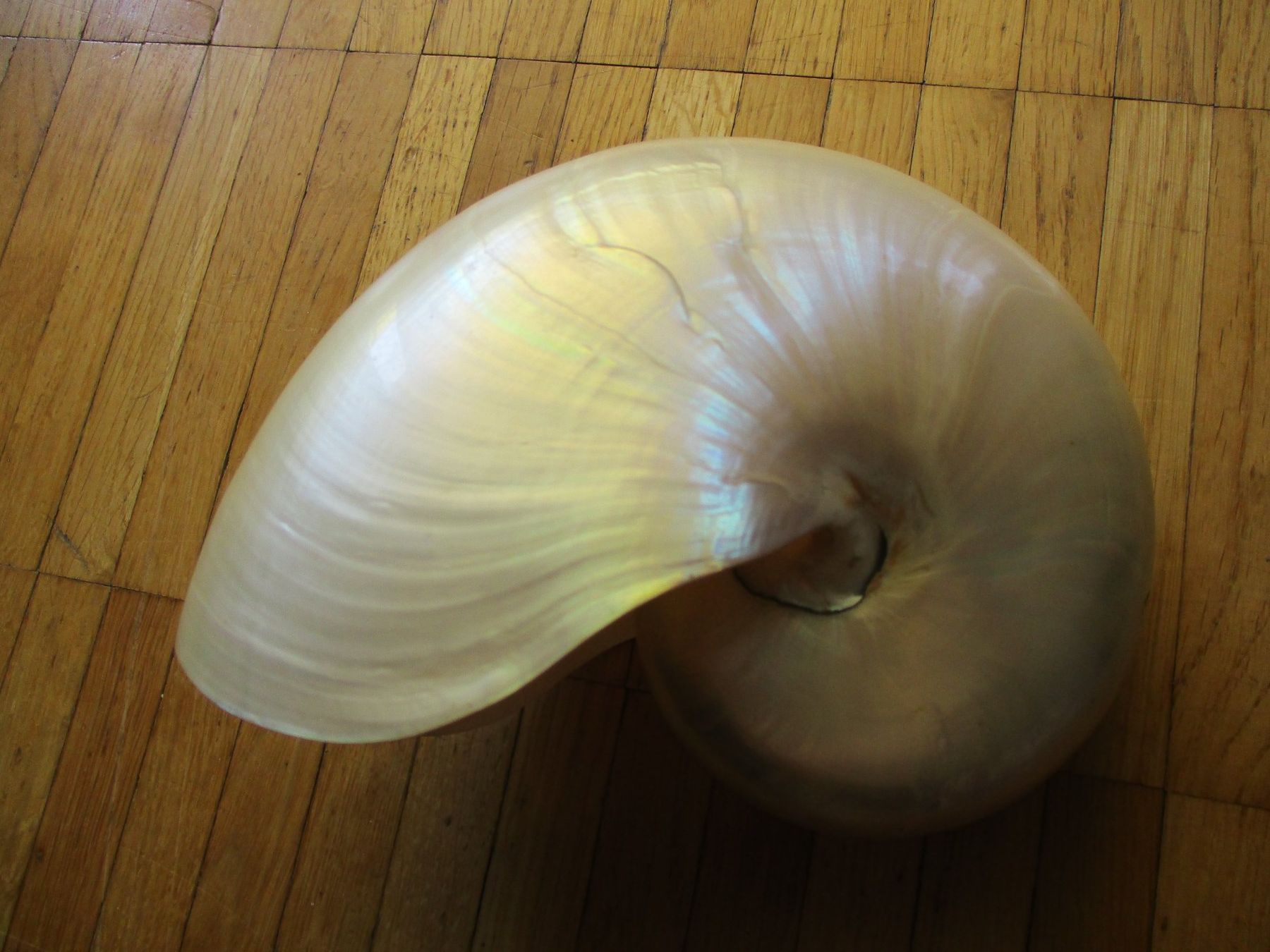Fossili: Coquille grand Nautilus Nacré – Usato da La Sarraz venduto da vic_v6kz 1