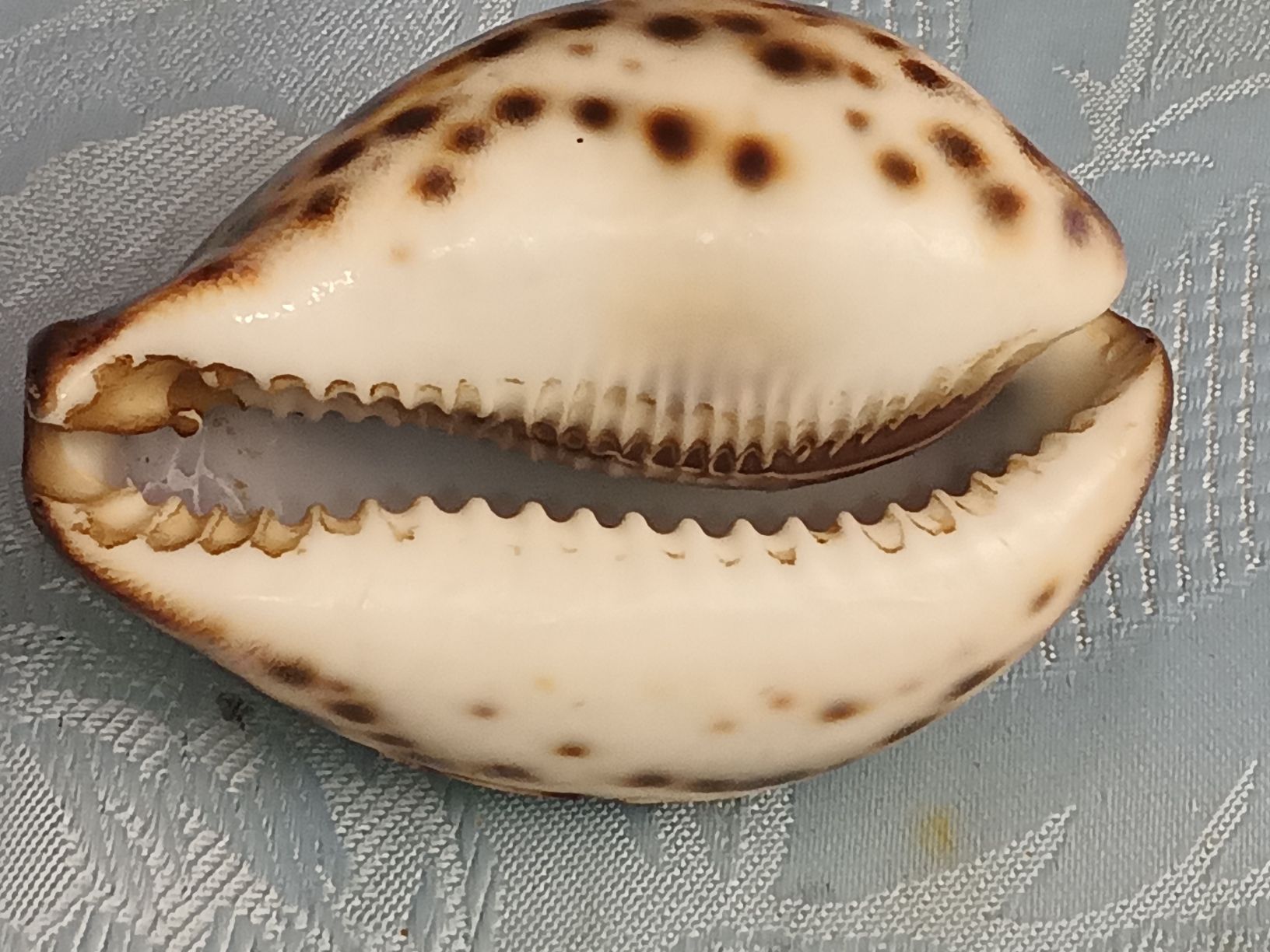 Tutte le decorazioni: Meeresmuschel mit Segelschiff – Usato da Zürich venduto da Mitzi6 2