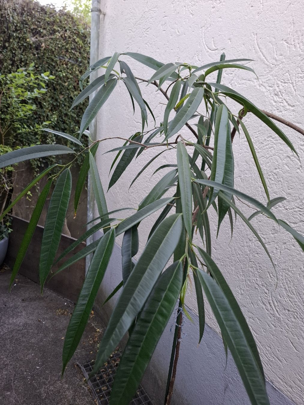 Piante & sementi: Ficusbäumchen – Usato da Zeihen venduto da P_B4 1