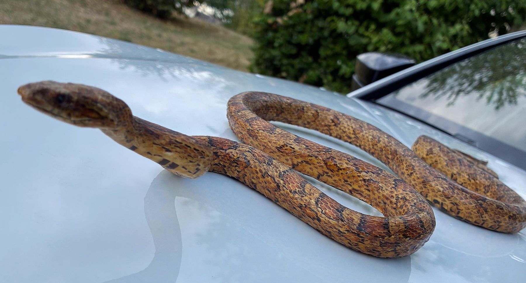 Il mondo degli animali: Echte Schlange – Usato da Bäretswil venduto da robsonantik 2