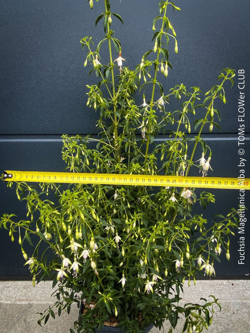Piante & sementi: Fuchsia Magellanica Alba oder Arauco - winterharte Sorten – Usato da Adliswil venduto da asTOMas963 8