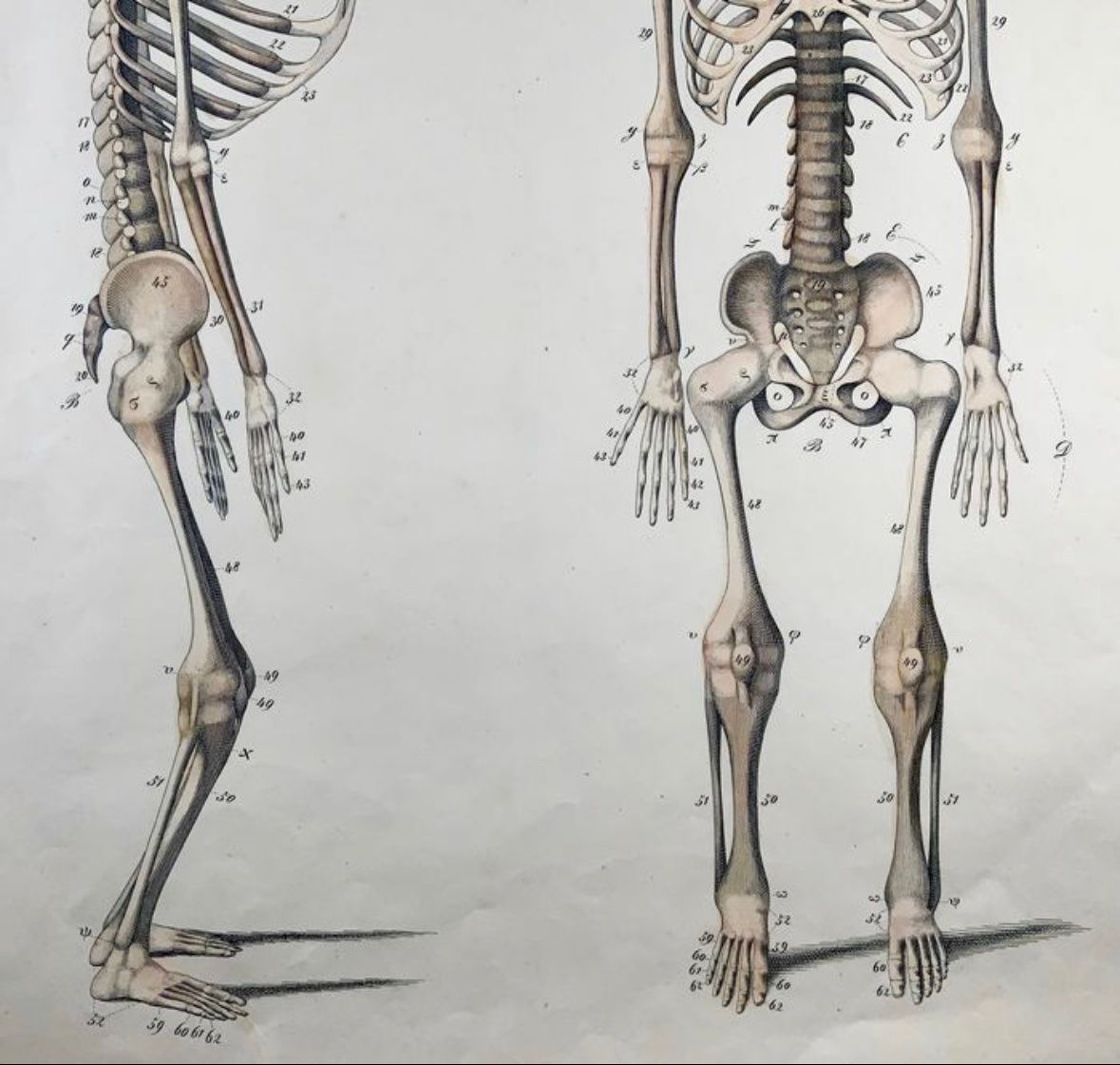 Foto & Immagini: Affiche d’anatomie 1829 – Usato da Biel/Bienne venduto da Dragonpandora 1