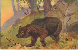 Bär, Künstlerkarte
