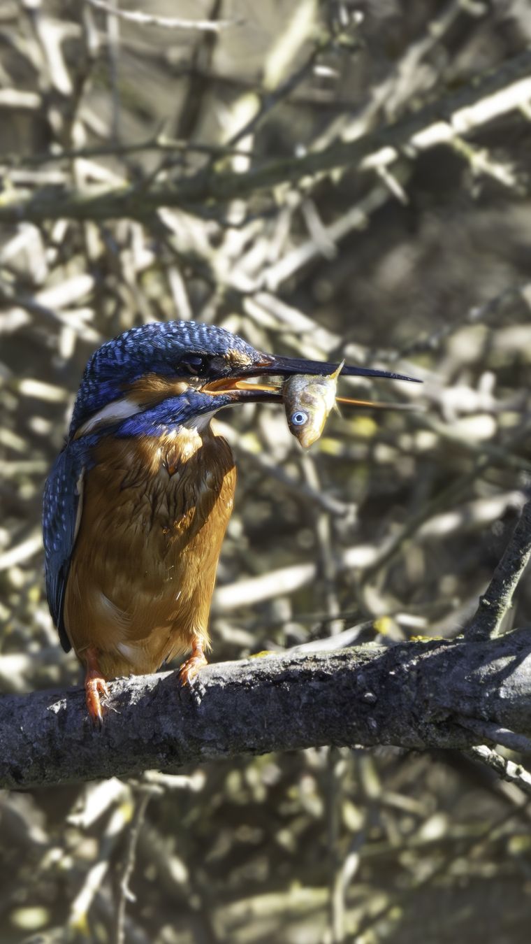 Nikon Obiettivi: Nikkor Z800mm S F6.3 – Usato da Martigny venduto da nicolagreco96 2