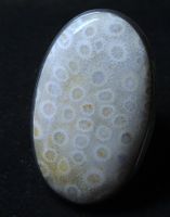 Fossile Koralle Silber 925 Fingerring Gr. 59