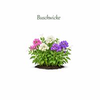 Buschwicke