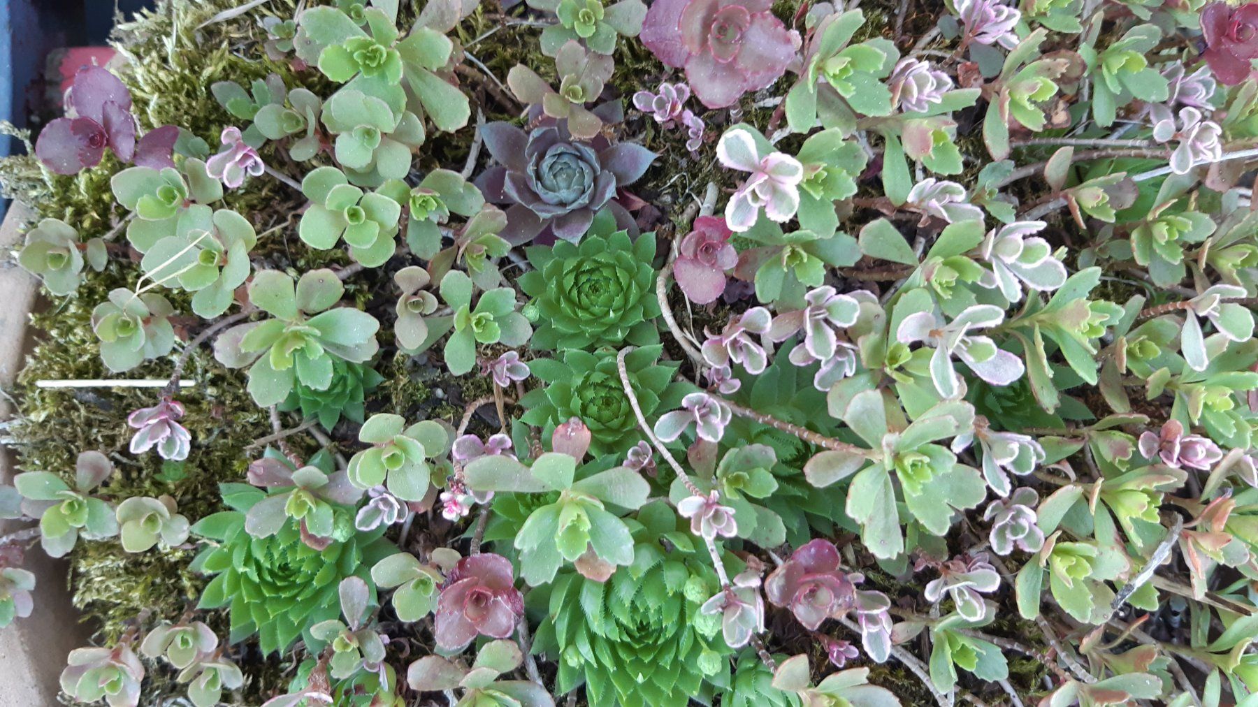 Plantes & graines: mini sedum Bodendecker-1 töpfchen mit 5 Ableger – Neuf (Voir description) à Ibach par chaemilochhobbygarte 7