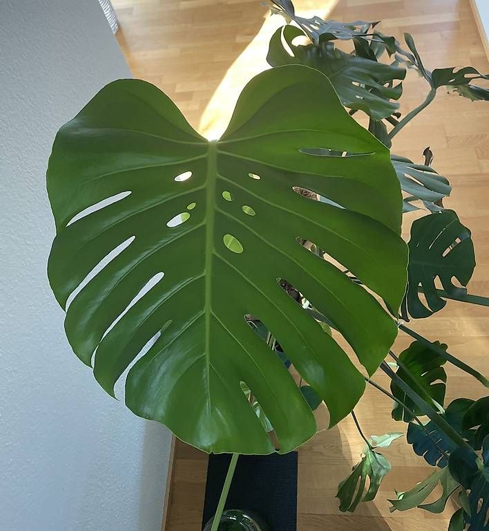 Plantes & graines: Riesige Monstera – Neuf avec emballage d'origine à Bern par pao_96c9 1