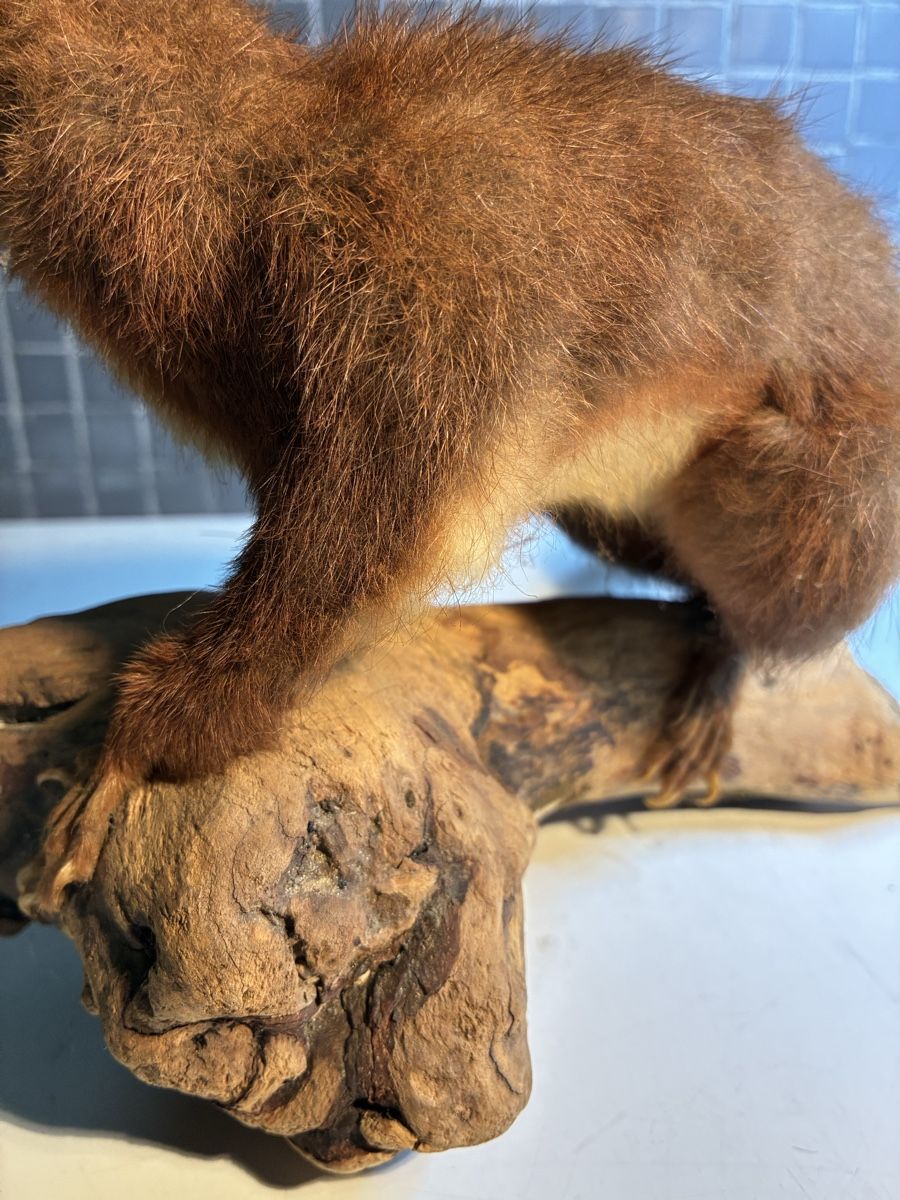 Il mondo degli animali: Écureuil naturalisé vintage - Eichhörnchen gestopft – Usato da La Neuveville venduto da Canelle4 4