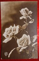 Rosen Nostalgie & Romantik 20er-Jahre