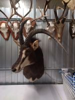 Top Präparat: abnorme Rappenantilope, Jagdtrophäe