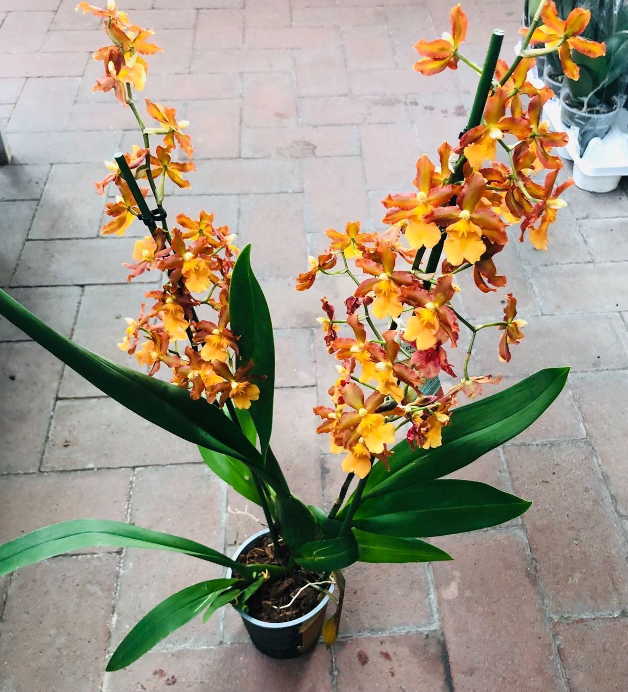 Piante & sementi: Seltene Orchidee XL 60-80 cm  CAMBRIA – Nuovo e nell'imballaggio originale da Rovio venduto da POSITIFFARTandPLANTS 8
