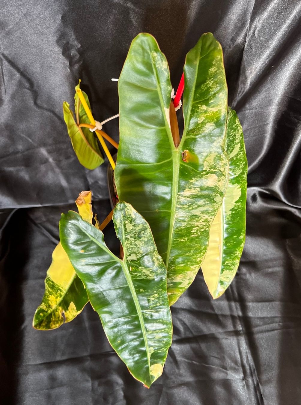 Pflanzen & Samen: Philodendron Billietiae variegated – Gebraucht aus Zofingen von Erfolg1957 2