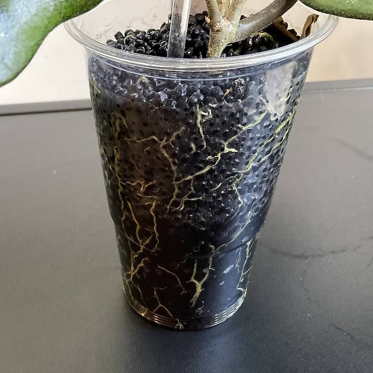 Piante & sementi: Hoya fungi – Nuovo e nell'imballaggio originale da Schönholzerswilen venduto da Leavylounge 2